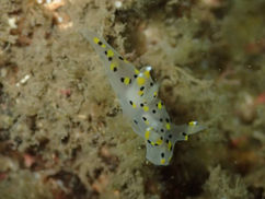 【4月10日(木)】淡島の深場の生き物ラインナップ!!