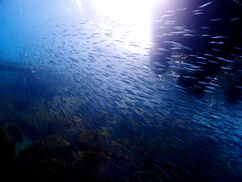 【12月3日(水)】東口ボート桟橋下が熱い!