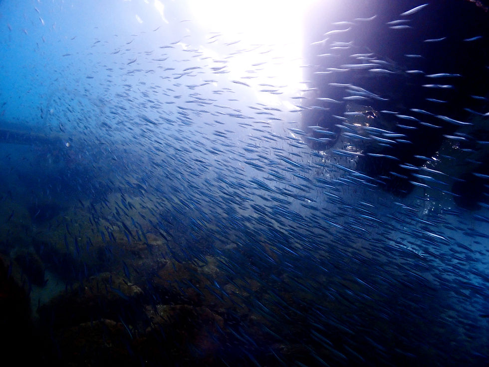 東口ボート桟橋下が熱い!