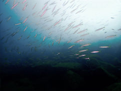 【10月10日(金)】でかい、逃げない、見やすいの3拍子