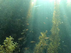 【6月29日】癒しの海藻エリアで