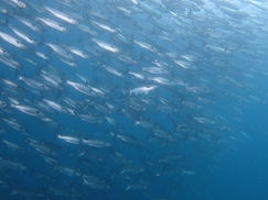 【10月2日】西側の魚の数が圧倒的!!