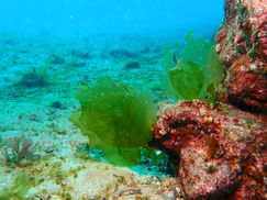 【1月23日】海藻ワールドの到来