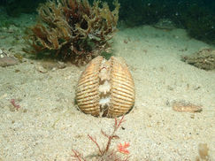 【4月20日(土)】最強の砦