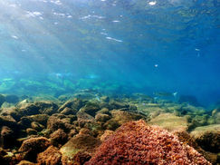 【12月16日(金)】ようやく少し回復!!