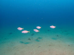 【6月21日】水温アップ