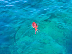 【12月16日(火)】水面を漂う・・・