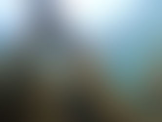 【8月1日】アイゴの稚魚がやたらに・・・