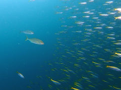 【8月29日】透明度バツグン!!