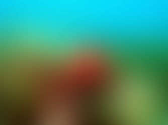 【4月17日(木)】海藻の森の中をモゾモゾと・・・