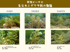 【4月2日(日)】平沢のホンダワラ類