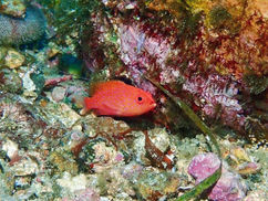 【1月28日(日)】おそるべし、知識・・・