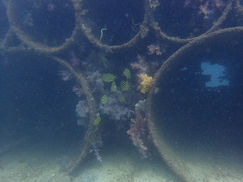 動き回るカエル