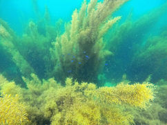 【7月4日(金)】枯れ始め