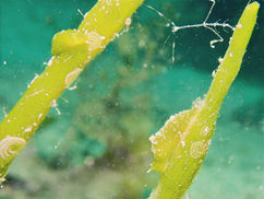 【7月9日(水)】ミドリな不思議