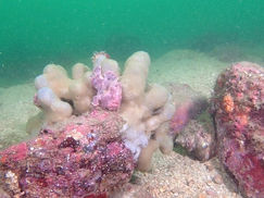 【7月23日】生き物はいろいろいるんですけどね