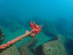 【9月9日】まだおります