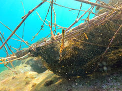 【11月21日(月)】カミソリウオ登場