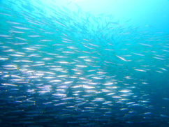 【9月24日】一見の価値あり