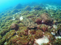 【1月21日(火)】冬の情景を思わせるような姿に