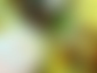 【4月6日】サンゴのベビー