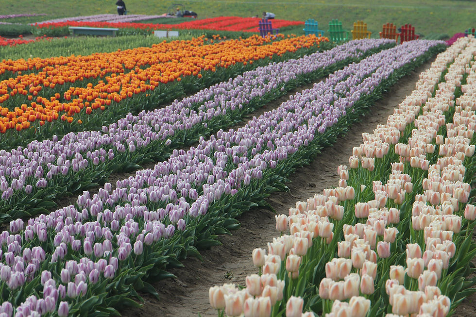 spring tulip field