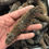 Thumbnail: Semi-Dried Wild Caught Alaska Sea Cucumber (Shipping Start Aug 11th 2025)