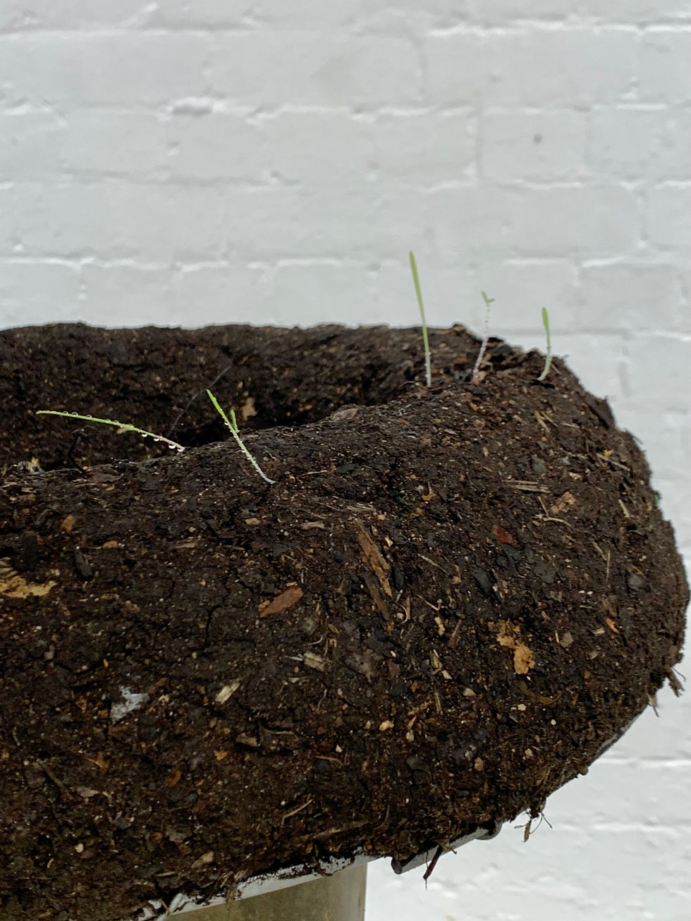 Bellosguardo_S_Birdbath in Space_4.jpeg