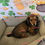 Thumbnail: Mini Dachshund - Daenerys