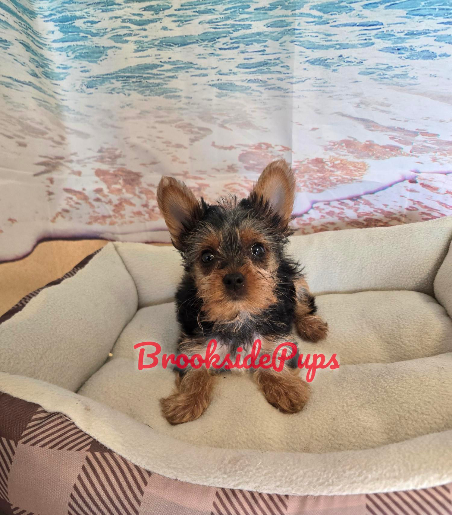 Yorkie - Tug