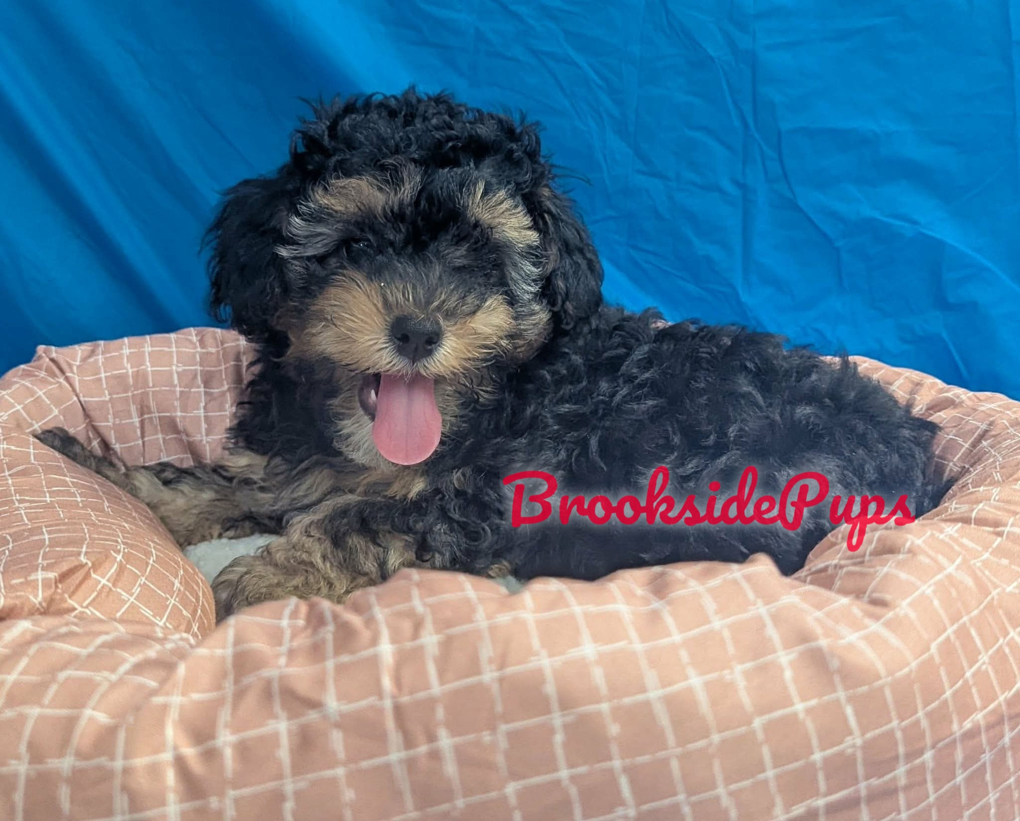 Yorkipoo - Griff