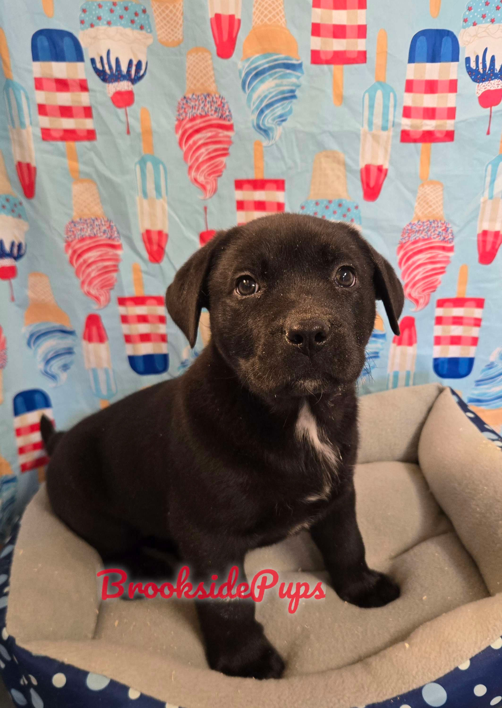 Rottweiler mix - Viviane