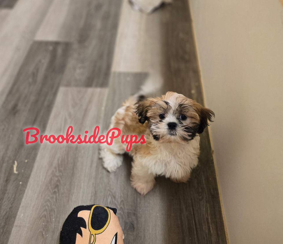 Thumbnail: Shih Tzu - Thorne