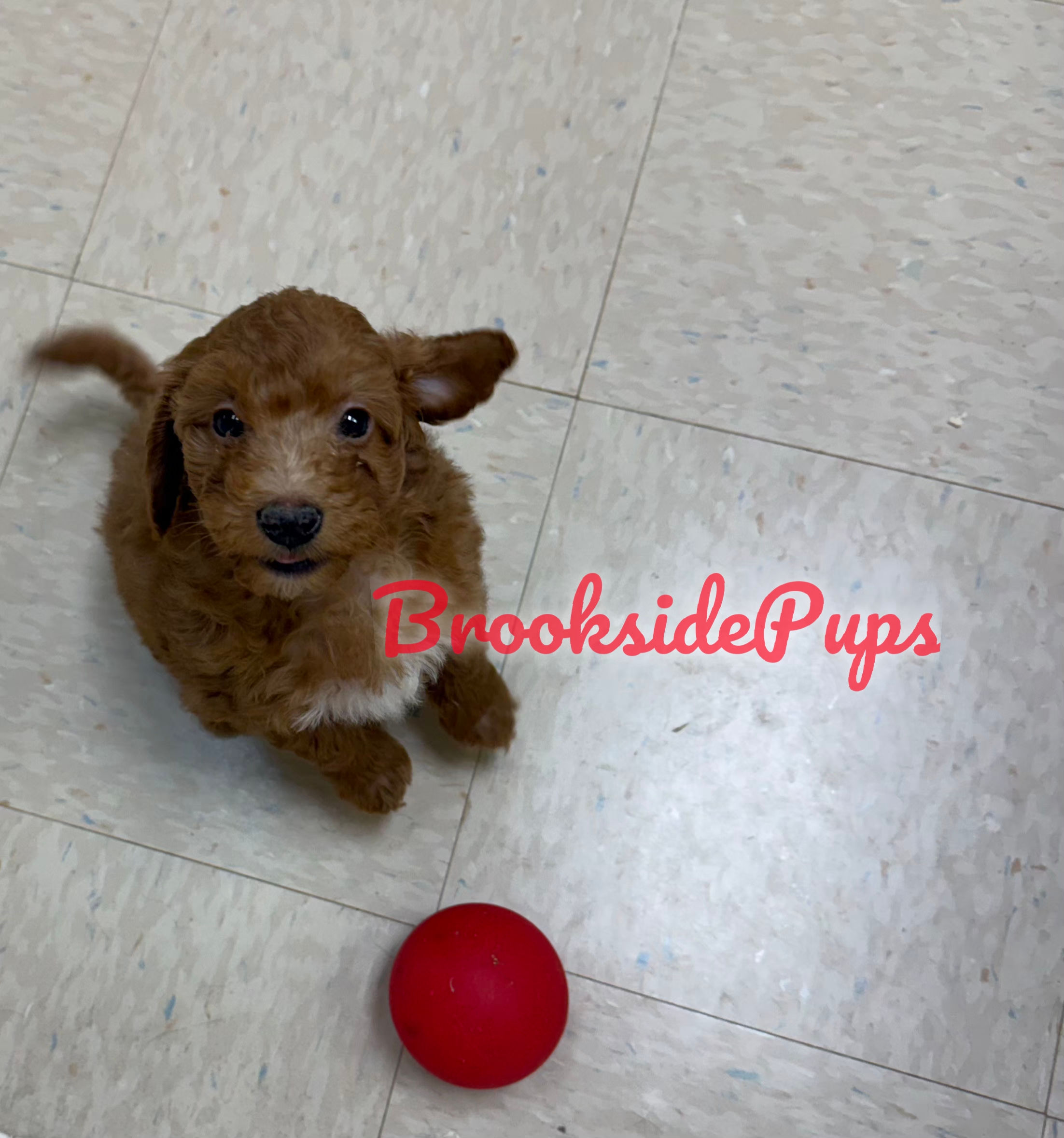 Mini Poodle - Faint