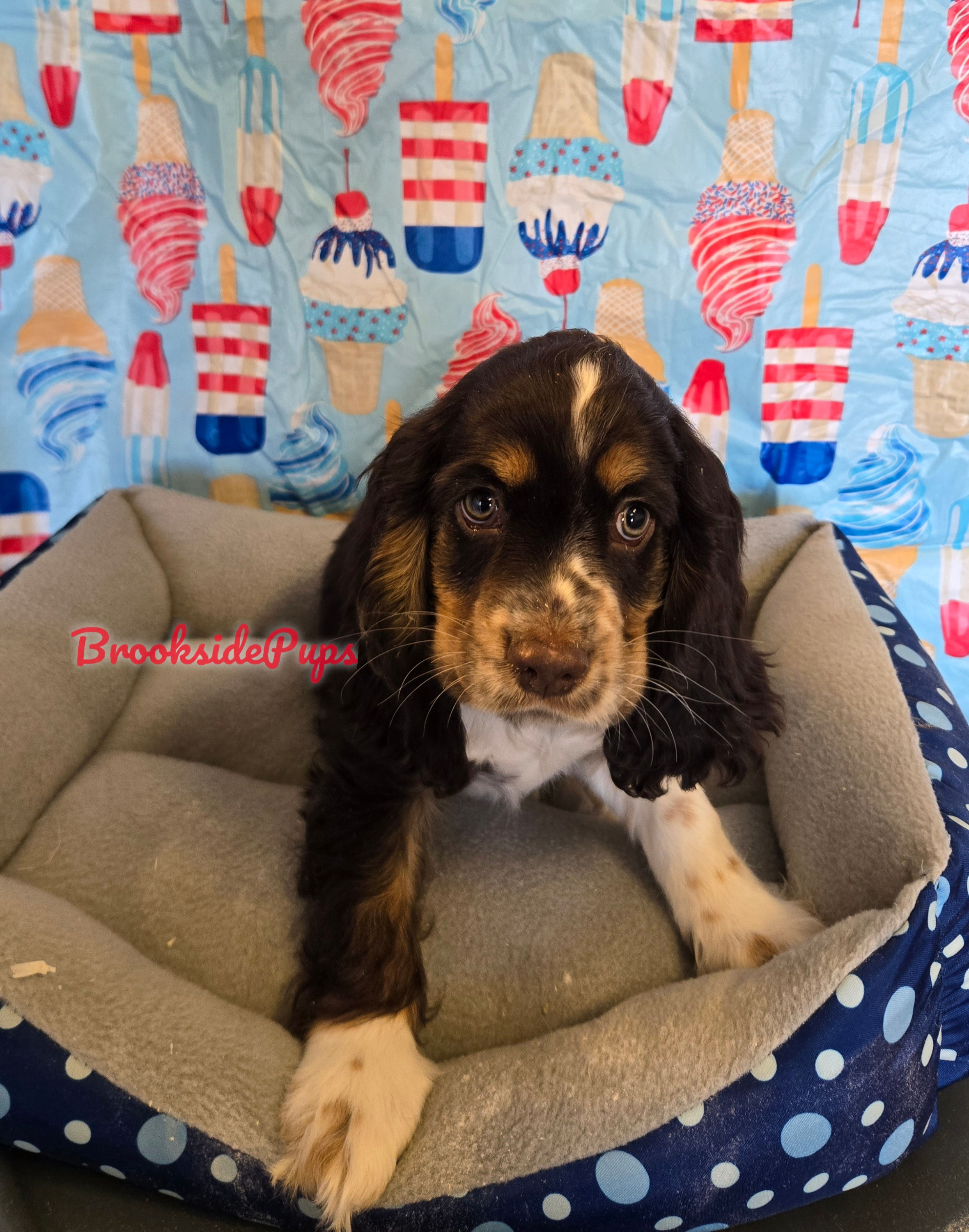 Cocker Spaniel - Humphrey