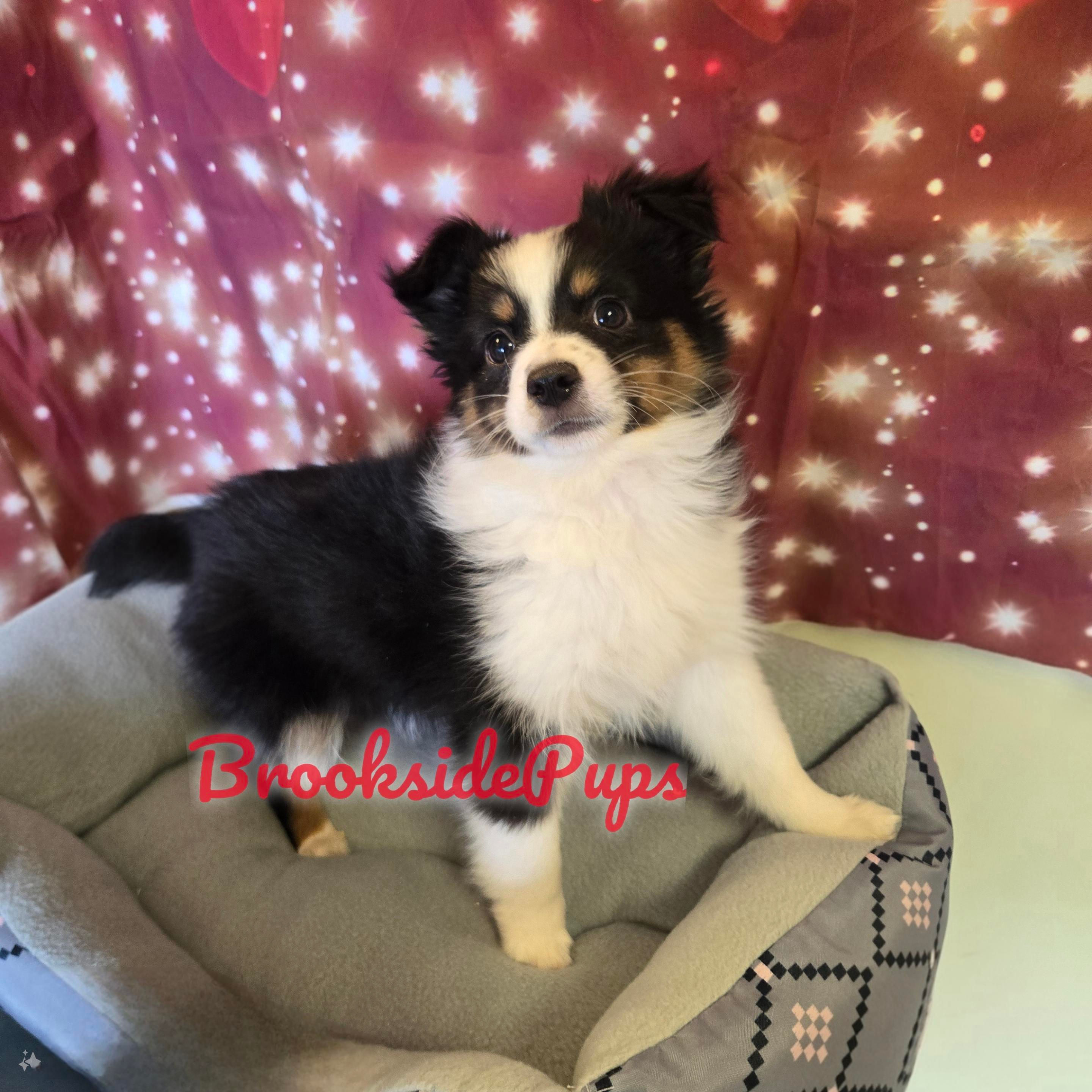 Mini Australian Shepherd - Viper