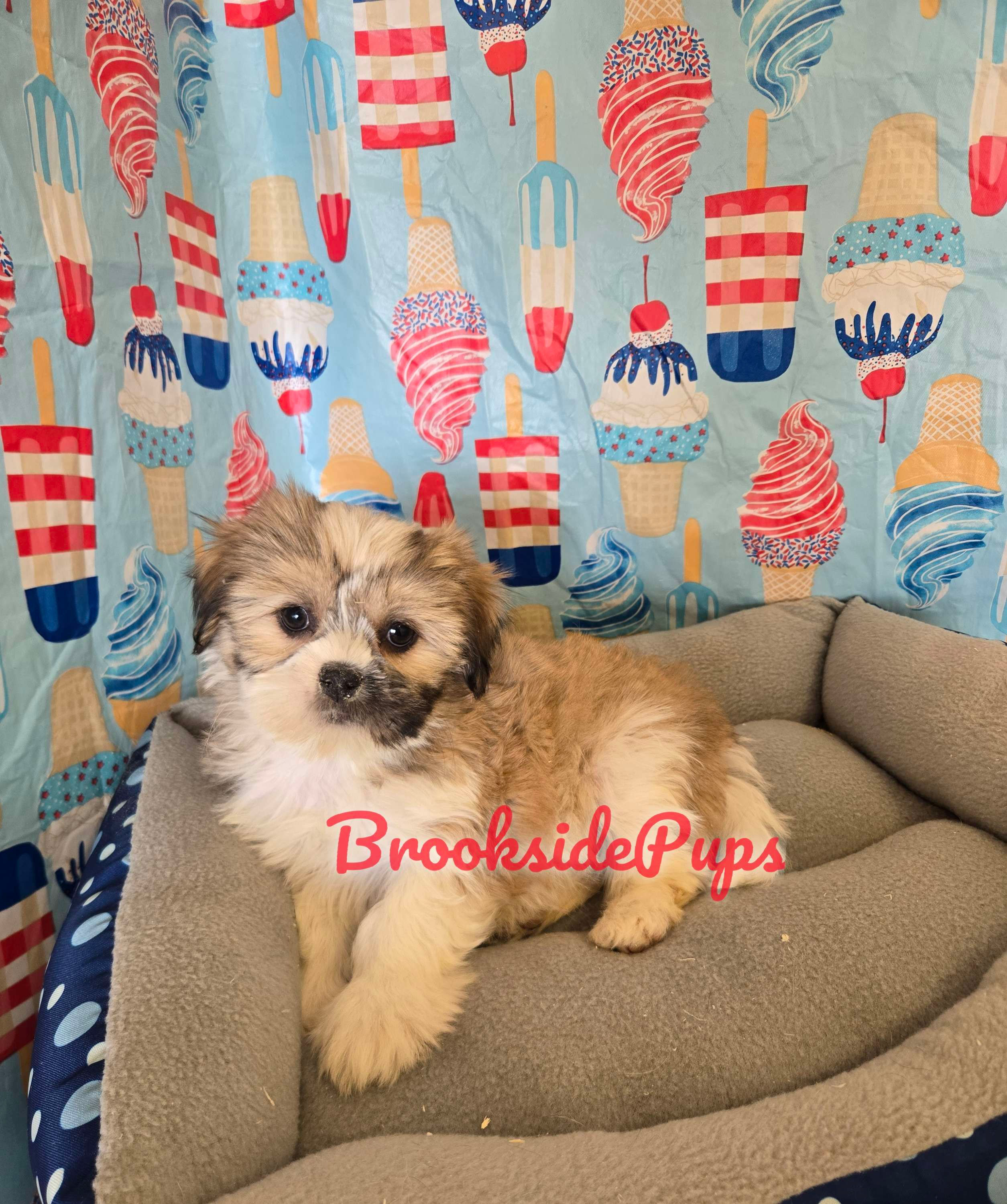 Shorkie - Ces