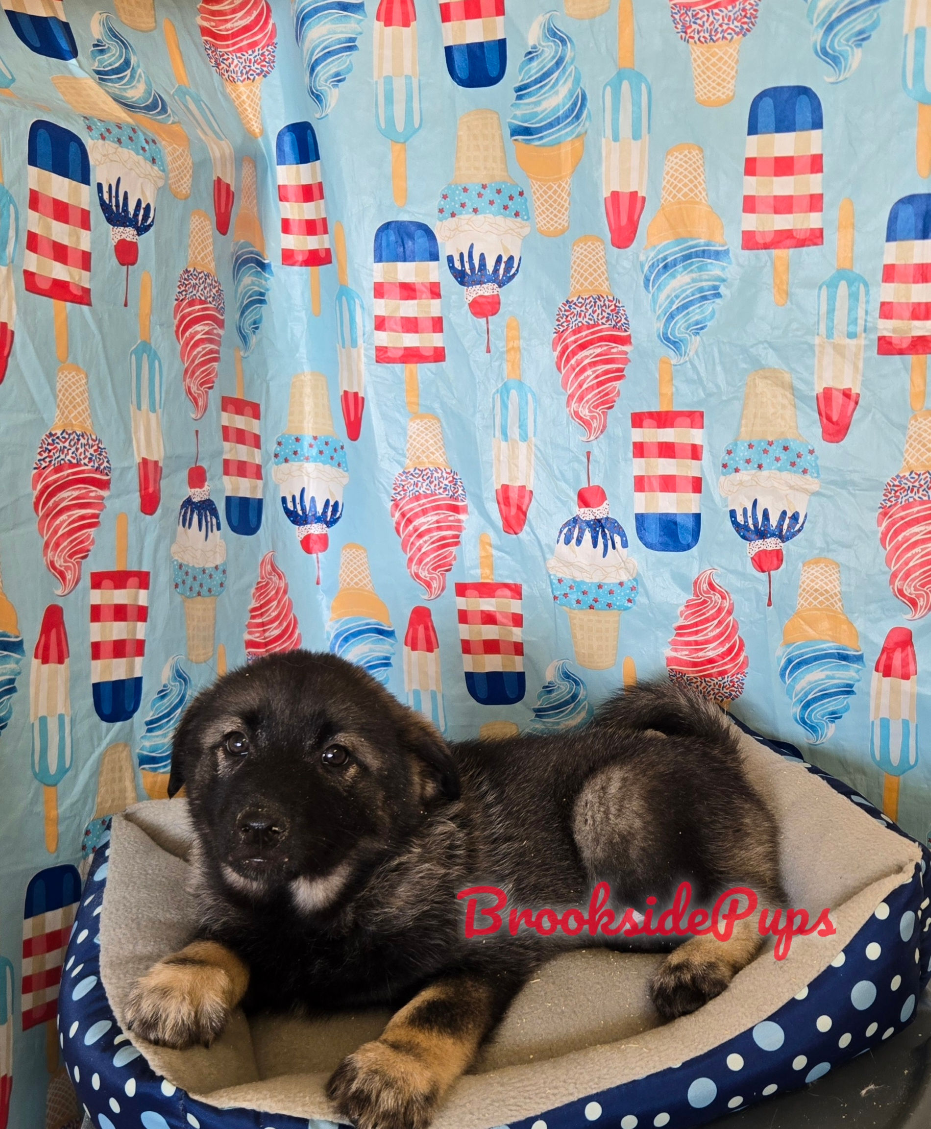 Norwegian Elk Hound - Tigris 