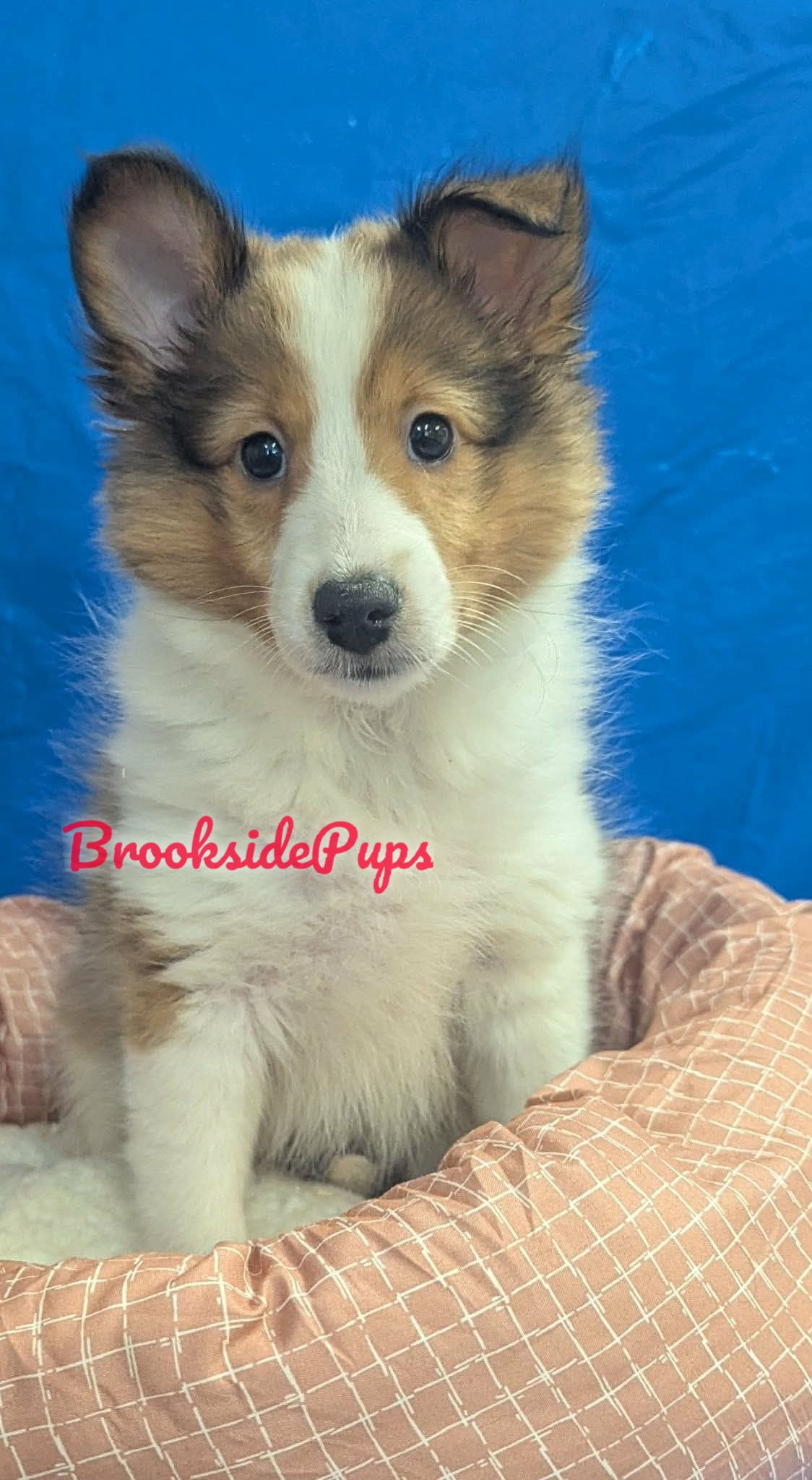 Sheltie - Fiona