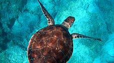 An overhead underwater view of a sea turtle swimming over a rocky seabed in clear blue water.
