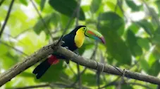 A keel-billed toucan perched on a tree branch in a lush tropical jungle.