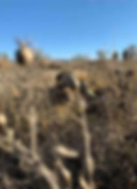 Sniper craft course focusing on fieldcraft, precision, and survival skills for long-range marksmen in real-world scenarios.