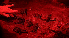 A gloved hand assists leatherback sea turtle hatchlings crawling on sand