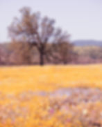 Thumbnail: Set of 4 (Farmhouse Wildflowers)