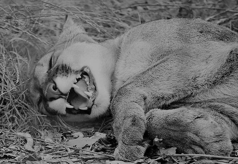 Puma