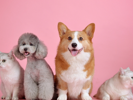How to Choose Your Furry Friend (Pet) Best Shampoo