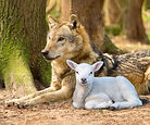 wolf & lamb.jpg