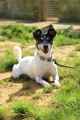FAUSTO - ca. 2016 - fröhlicher Senior wünscht sich noch ein paar schöne Jahre
