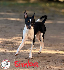 VERMITTELT: SIMBA - 11/2024 - hüpft wie ein Hase