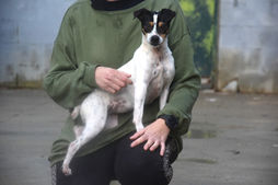 RESERVIERT: NALA - 04/2024 - kleine, fröhliche Bodeguera von der Polizei gerettet